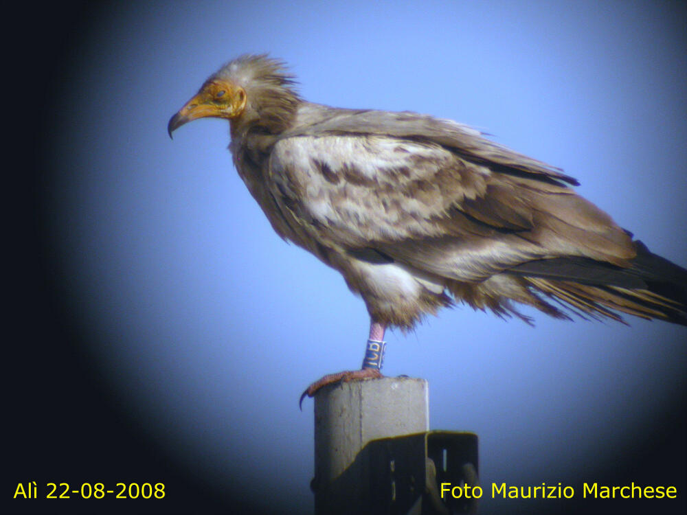 Alì, fotografato in Sicilia nel 2008